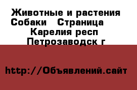 Животные и растения Собаки - Страница 10 . Карелия респ.,Петрозаводск г.